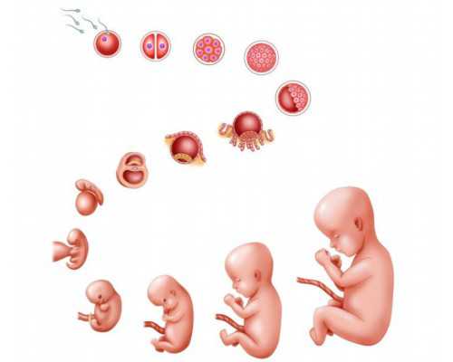 浙江哪里有代怀 浙江省试管婴儿多少钱 ‘通过孕囊形状看男女’