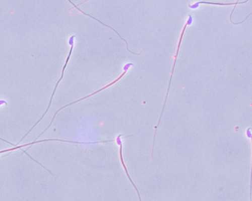 重庆做代怀的费用,上海高龄备孕怎么成功，上海做试管婴儿的条件-上海供卵试