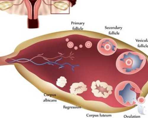重庆供卵试管代怀中介,重庆助孕公司|重庆供卵试管医院|重庆试管供卵试管机构