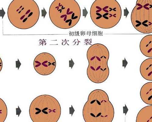 重庆哪个医院做供卵试管做,重庆助孕公司|重庆供卵试管医院|重庆试管供卵试管