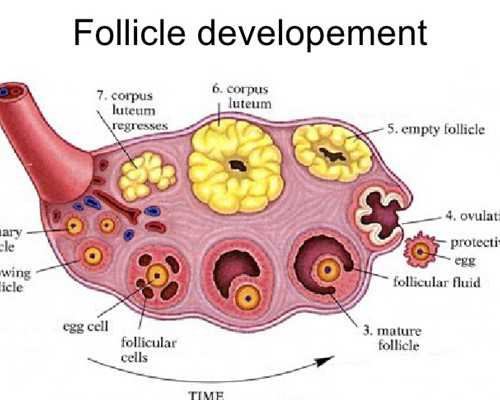 重庆医院可以代怀,重庆西南试管成功高吗