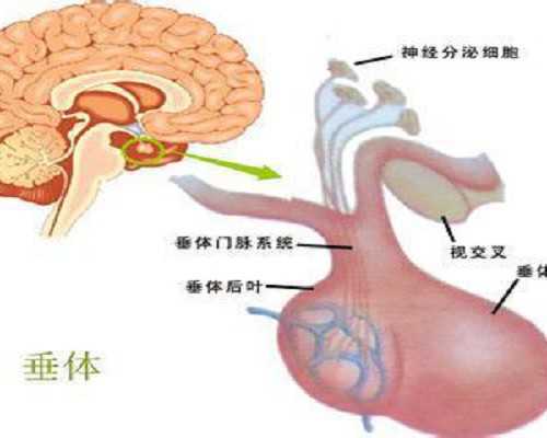 重庆供卵试管做男孩价格,重庆助孕公司|重庆供卵试管医院|重庆试管供卵试管机