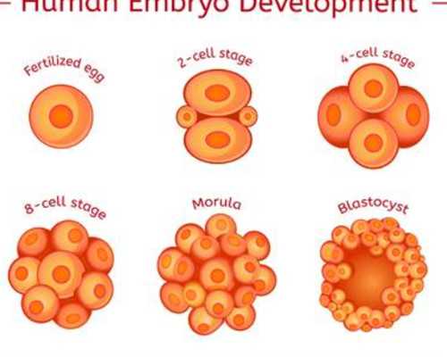 重庆私立供卵试管机构排名,重庆供卵公司（重庆试管婴儿供卵）
