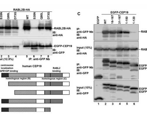 重庆供卵试管婴儿生子多少钱,重庆助孕机构-重庆三代试管医院