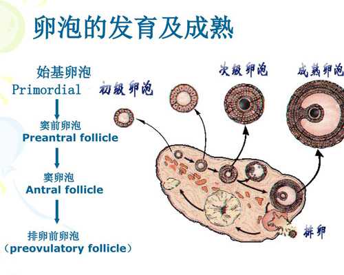 22f个月宝宝的行为发育指标
