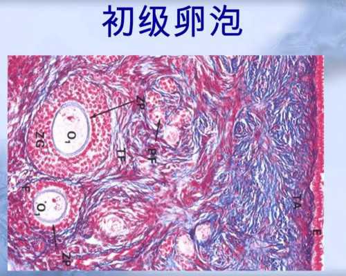 重庆代怀包生女孩,【重庆做供卵试管哪家最好】大排畸是很难预约的，我是从