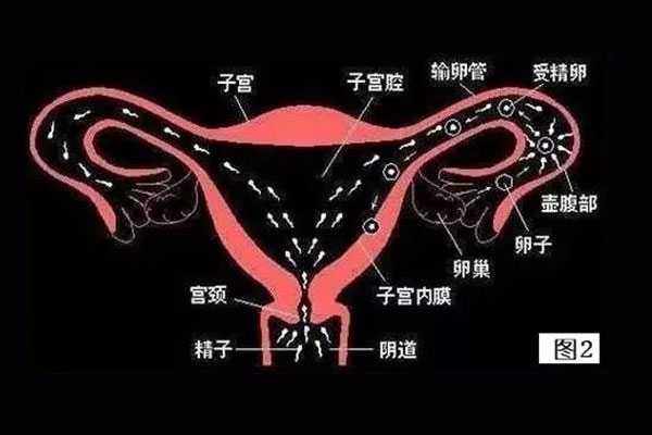 重庆代怀公司机构|两年未孕，子宫偏左，左侧输卵管通而不畅有粘连，右侧输